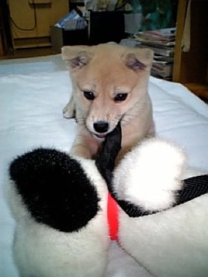 solblaze's tweet photo. ククク、明日から働く社畜どもに子犬時代の雑種犬の支給だ！ https://t.co/0iTCKG9VOl