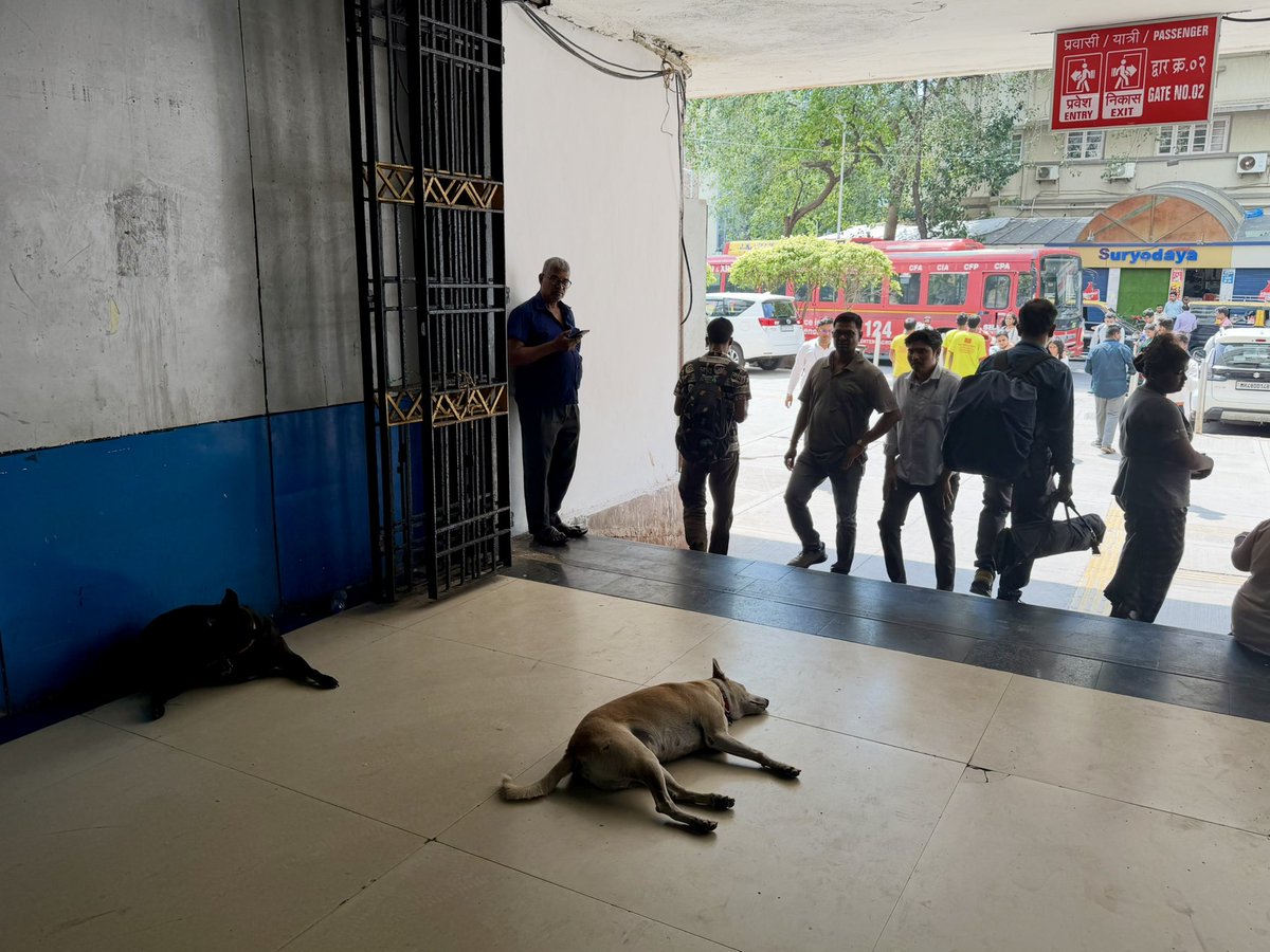 tabi_gari's tweet photo. インドを旅して、少し意外に感じたの、街中で出会う野良犬たちの「おとなしさ」かもしれない。
あちこちで犬に遭遇したけど、吠えられたり追いかけられたり…ということは1度もなかった。東南アジアと比べても、インドの犬っておとなしい気がする。
街に溶け込んでるというか、当たり前の風景だった。 https://t.co/VNE3dxosXT