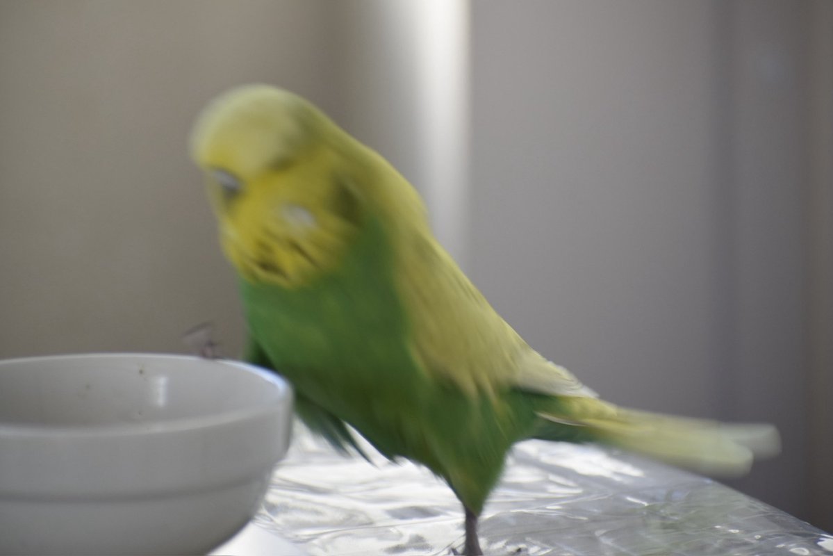 saijyoji2nd's tweet photo. コザクラに限らず女子インコはみんなガブガブよね。噛んでこそ女！！みたいなとこある。ももち、君のことを言ってるんだよRP https://t.co/fETyI0FLV9