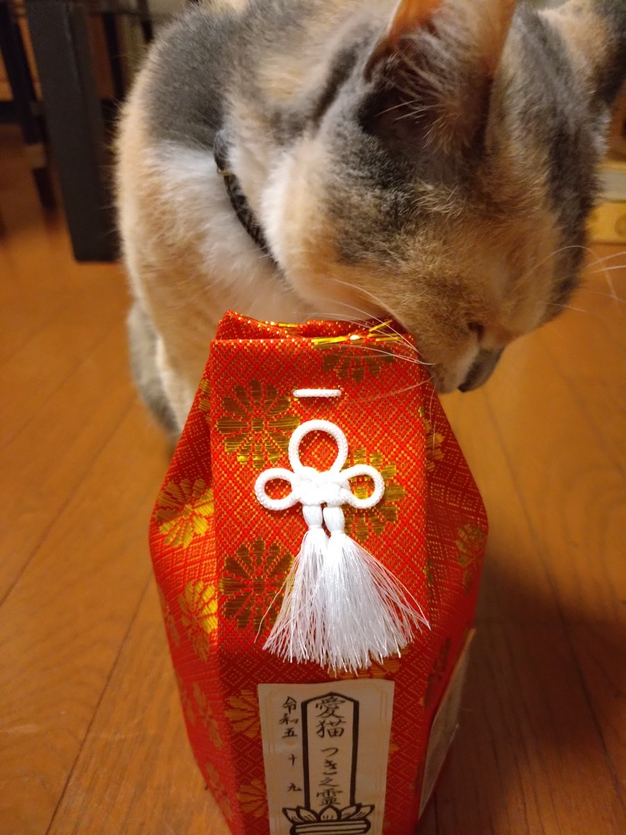 kahlukuro's tweet photo. あれから3年⋯ひなの唯一無二の姉妹猫つきちゃんを大分から連れて帰ってきました。やっと一緒になれたよ😭
#新玉旅館
#保護猫 https://t.co/oFgQD5SbY9