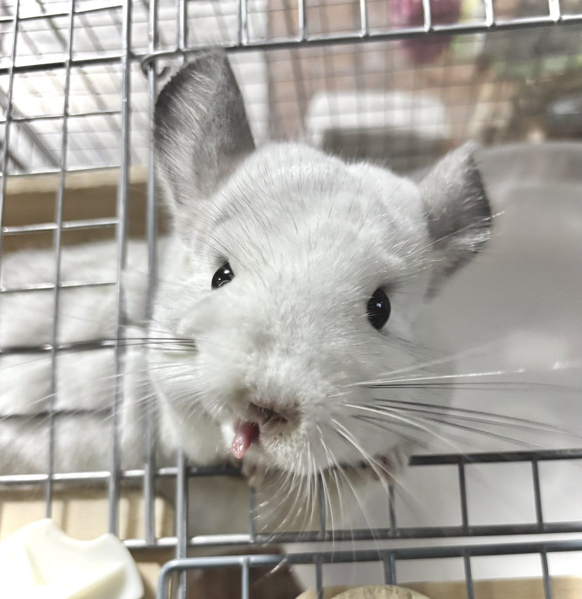 mtrspstar's tweet photo. あっかんべーっ👅　　　#チンチラ https://t.co/02iZ6qrwrI