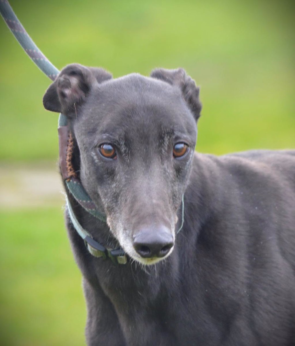 Pennydoglady's tweet photo. #k9hour
Tom DoB 14/2/20 he's a gentle placid boy who doesn't 
ask for much, walks very well on lead and will be a 
lovely companion,  more info/adopt him from 
@RetGreys_Cbury UK
Call Us: 07783 367032
Email Us: info@retiredgreyhoundscanterbury.co.uk https://t.co/kwPXymY0pT