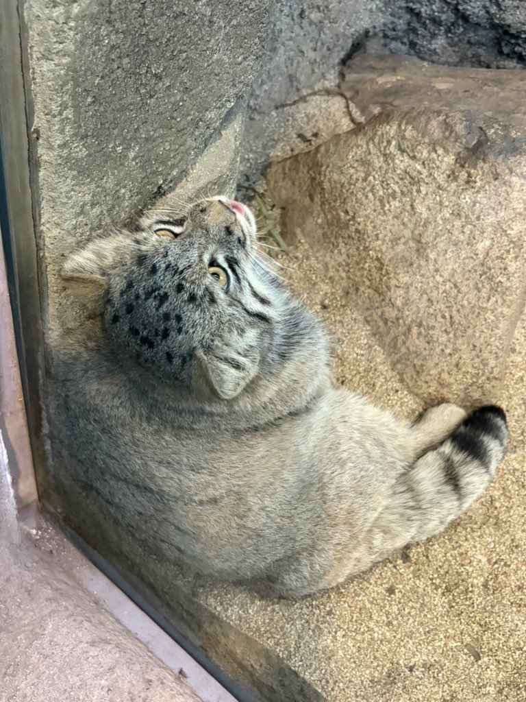 Mo09tac_ssallap's tweet photo. 子マヌルだらけ、ここが天国か…🙏 https://t.co/QrgfMI11NU