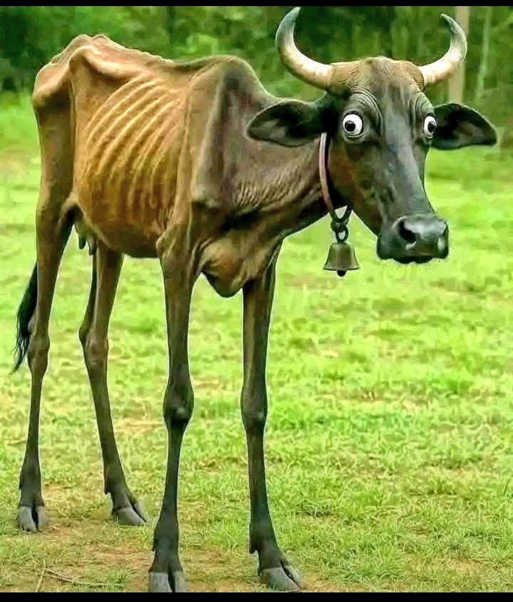 ladyyy1245's tweet photo. شكلها البقرة دفعت ثمن الحلب السياسي☺️

ترامب ما خلّى فيها ولا قطرة !!!! 🐄
وليكو كيف صارت عجوز هزيلة مريضة 😎 https://t.co/DiGjBsVHsp
