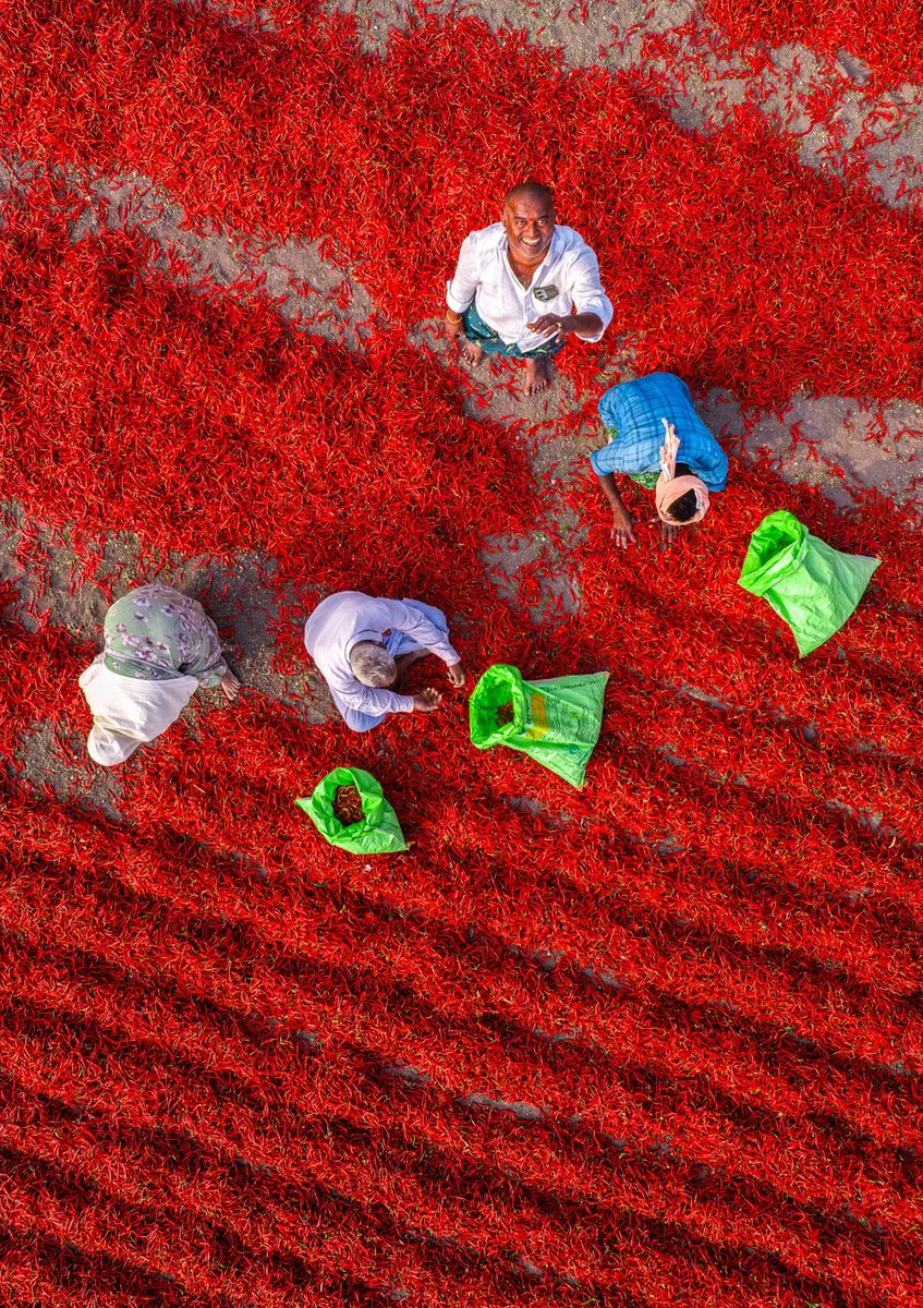 interesting_aIl's tweet photo. An aerial view of India’s chilli harvest looks like a giant red carpet

In Guntur, workers spread freshly harvested chillies across vast open areas to dry, creating the vivid patterns seen from above https://t.co/sMrF7DiAfH
