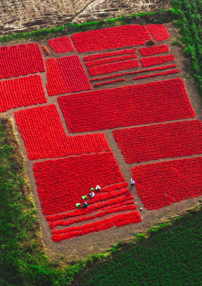 interesting_aIl's tweet photo. An aerial view of India’s chilli harvest looks like a giant red carpet

In Guntur, workers spread freshly harvested chillies across vast open areas to dry, creating the vivid patterns seen from above https://t.co/sMrF7DiAfH