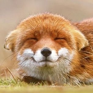 fujyiko's tweet photo. bener kata gw jir face type beliau fox, lucu bener😭 #ヒコロヒー @hiccorohee0016 https://t.co/EQyeYtVZbS