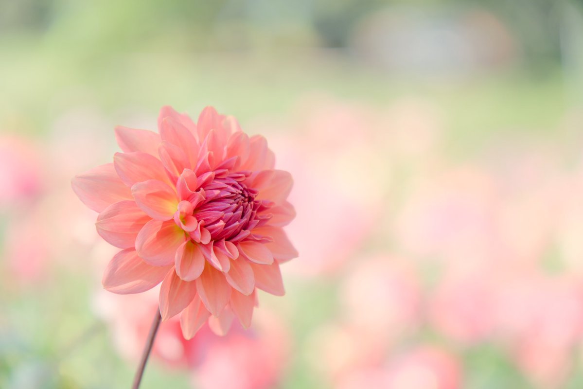 sakon_for_novel's tweet photo. ใใชใข็พใใใ่่ใซใๅใใจใๅฃใใชใ้ญ
ๅใ
#TAMRON_B070โ
#ฮฑ6700
#Photomator https://t.co/mCCS48xM3D