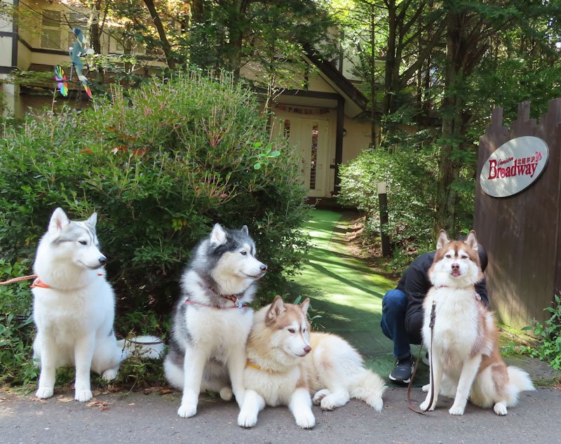huskytruffe's tweet photo. 軽井沢を満喫中  https://t.co/A4KsKRJ2S5 https://t.co/sRhSJFZEdr