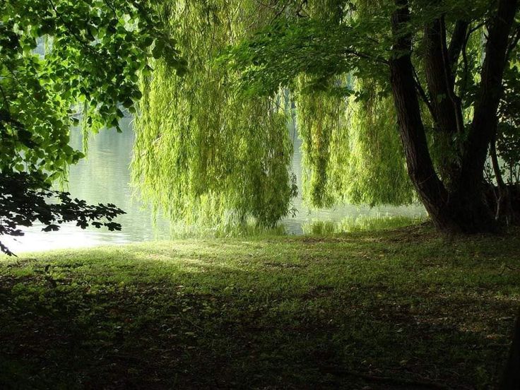 naturehealyou's tweet photo. Where the willow meets the water. https://t.co/ystaQBhTQv