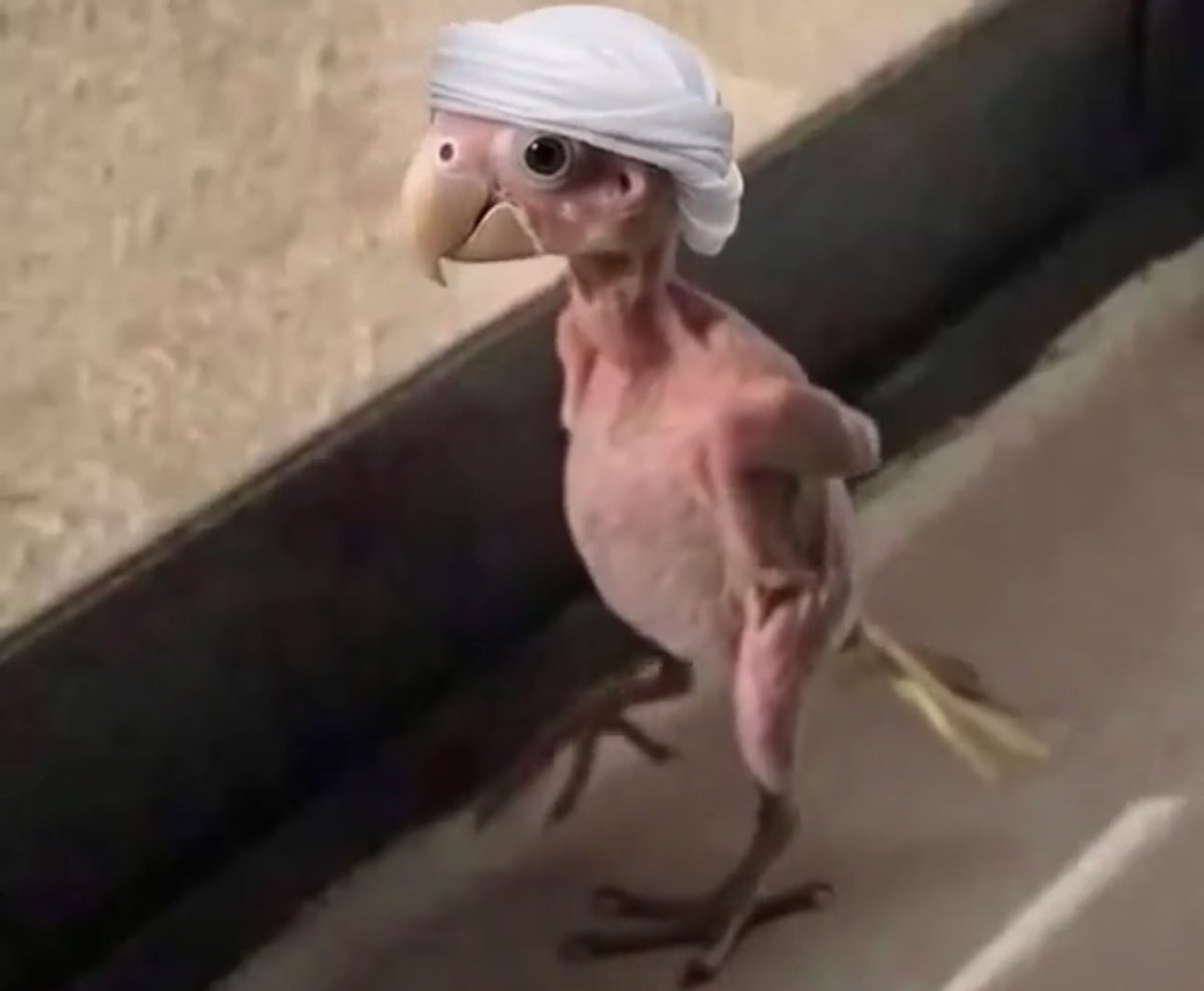 faxx1429's tweet photo. والله انه هو https://t.co/D1FemKR64W