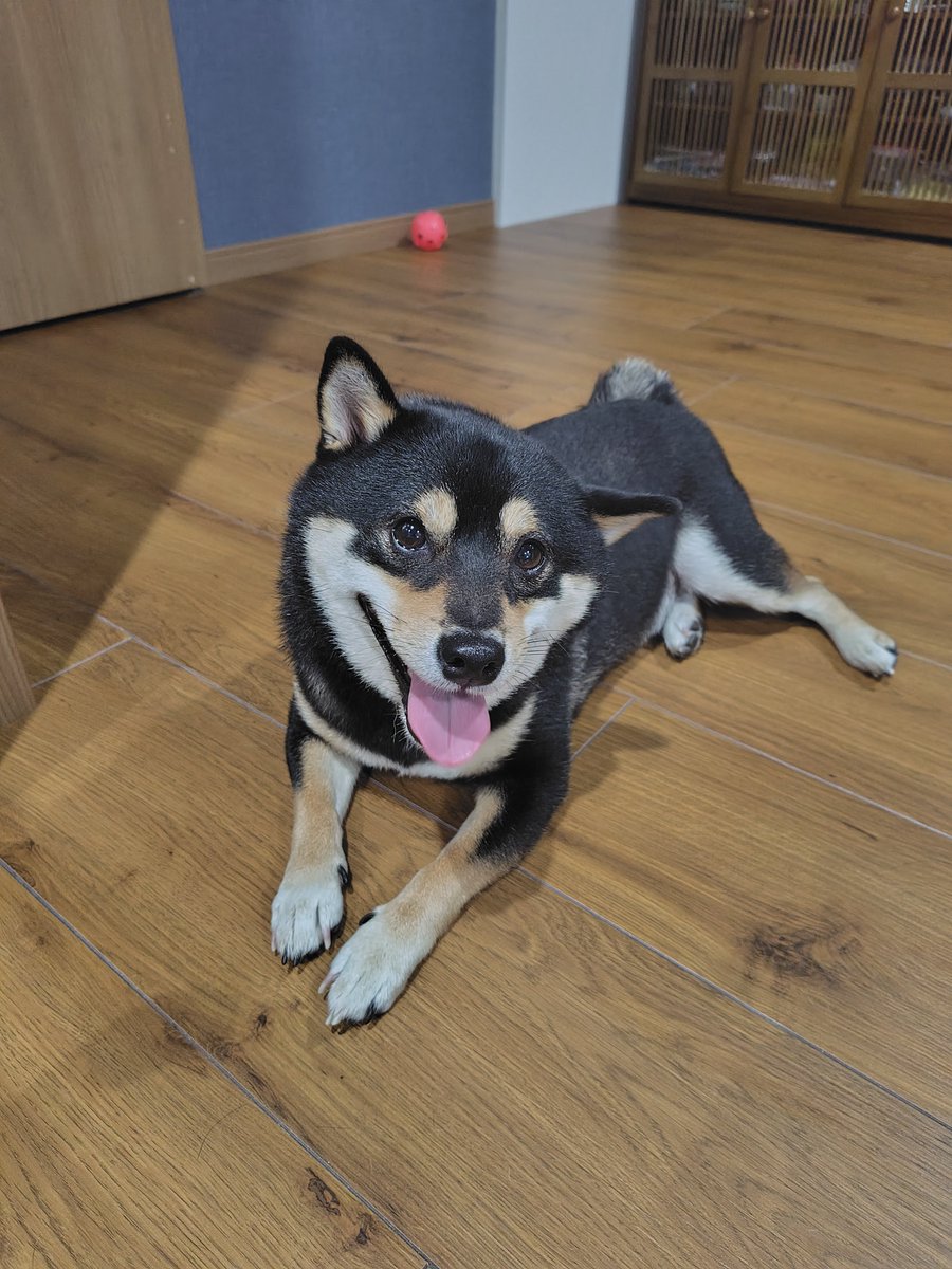 0220cota's tweet photo. 大暴れして、休憩中🐶✨

＃柴犬
＃犬のいる暮らし
＃犬好きさんと繋がりたい
＃ひとやすみ
＃黒柴
＃休憩中 https://t.co/T8biwgedzm