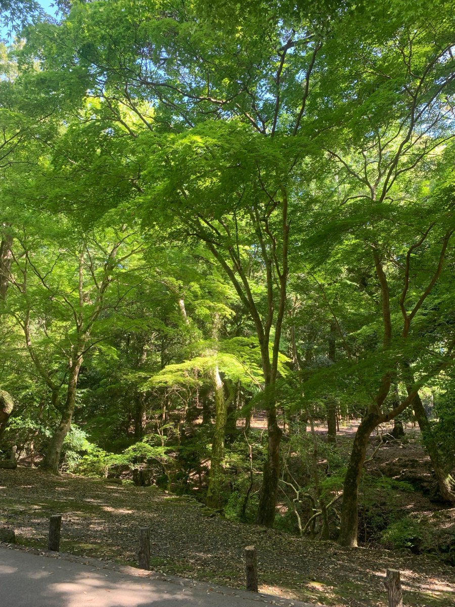 BUsiness_5j's tweet photo. 「茸を摘みに行った山道に、古い趙州（ちょうしゅう）の茶碗の欠片と、ほこりまみれの垢が転がってた。不思議な出会いだ。」， https://t.co/Q0byjv46Tk