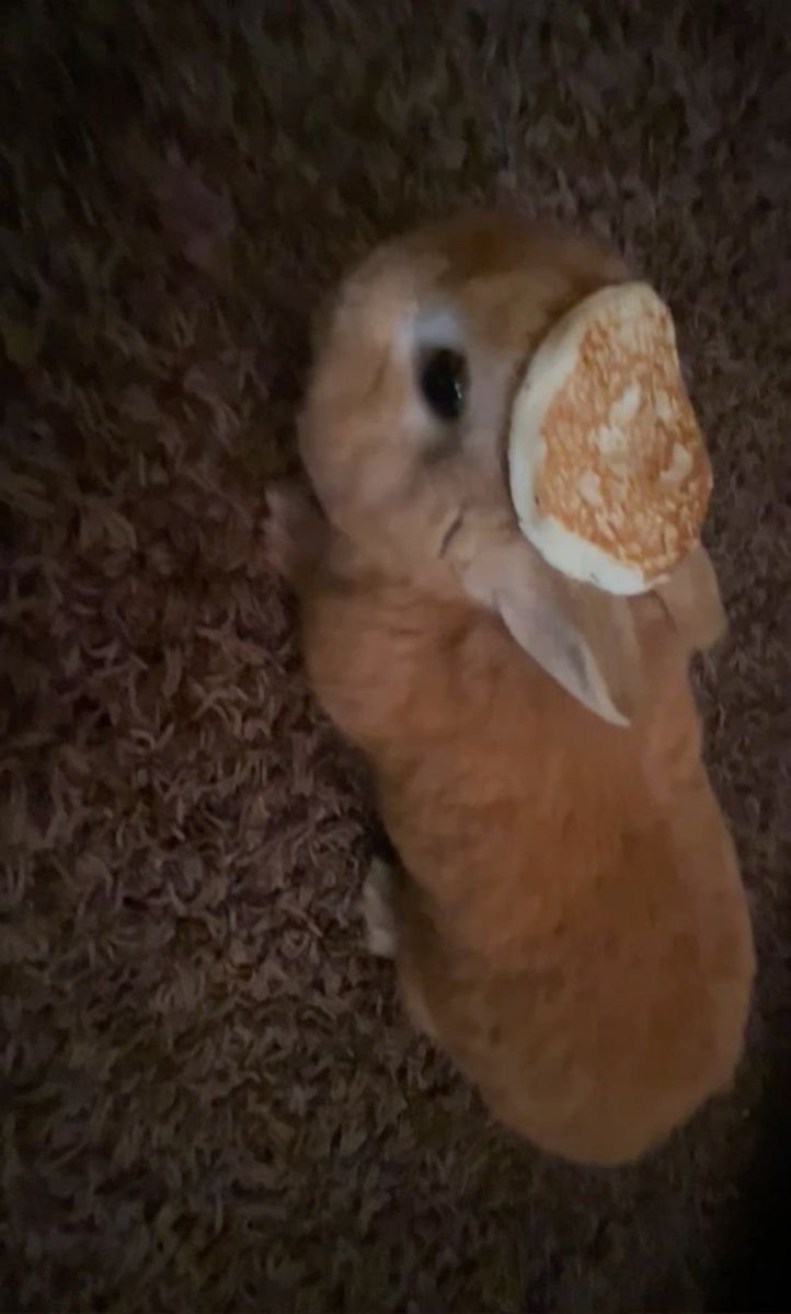 ashyaywoohoo's tweet photo. like just look at this its so cute little pancake awww https://t.co/Pz8cmSKvwM