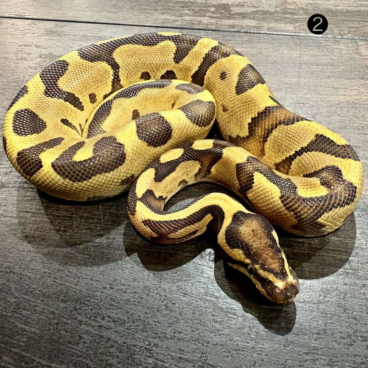Ttri_BallPython's tweet photo. 販売個体紹介

1.0エンチレオパードアスファルトファイア/バニラ50%hetDG

各¥24,000

同じモルフですが模様や発色の違いを楽しむことができ、今後のブリードにも期待ができる子たちになっています！

#T_tri
#ボールパイソン https://t.co/tuJ66Pc4ZI