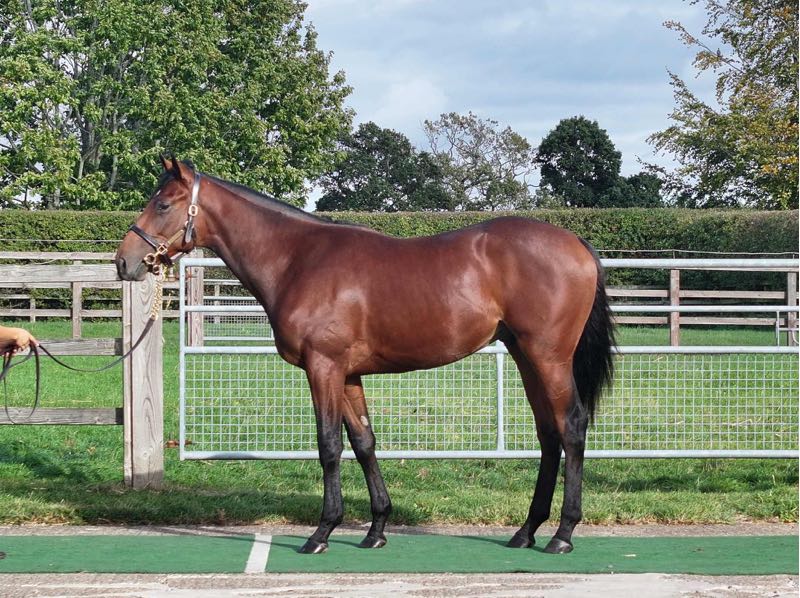 coolmorestud's tweet photo. 350,000gns for this PADDINGTON colt! 🔥

A half-brother to Gr.3 winner Forest Of Dean, he comes from an outstanding family featuring Gr.1 winners Brando, Crowded House and Ticker Tape.

Purchased by @godolphin at Tattersalls Book 2 and consigned by @carcolstonstud.

#CoolmoreSires #HomeOfChampions #SuccessattheSales