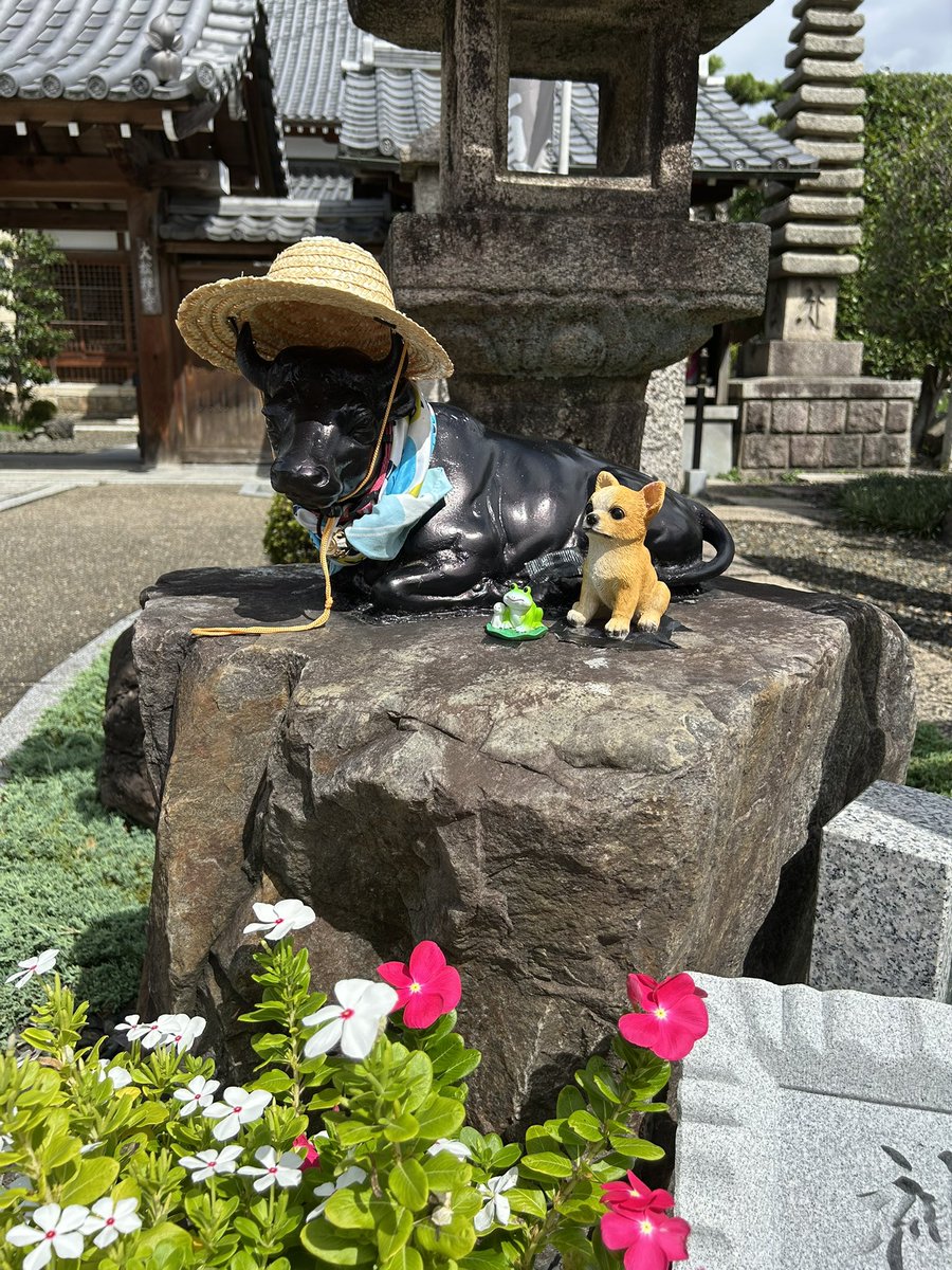 madness2006's tweet photo. 令和8年9月13日
#大松寺
#神牛石神社
#久御山町
#御朱印
#御朱印帳 https://t.co/cBmNyvAYVw