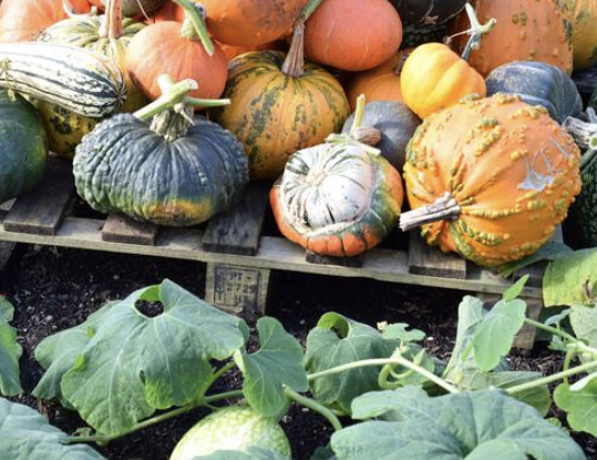 InessaW29's tweet photo. https://t.co/gMa1fa7nph
Photo ID 2H015MD
Contributor: lovemydesigns
#MHHSBD #pumpkin #Halloween #photography #garden #symbols #autumnart #CoverStory #Autumn #PHOTOS #PhotographyIsArt #photooftheday #sun https://t.co/xUHfJRqxon