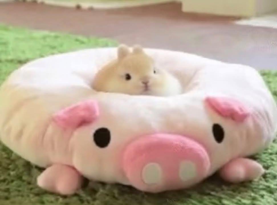 majidawan764334's tweet photo. The big pig and little rabbit concept is so cute: https://t.co/YuX3yGpNiJ