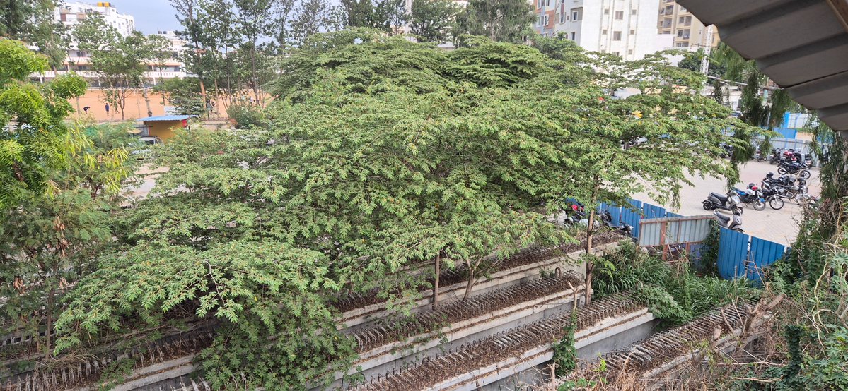 thamilar2k's tweet photo. @ReddyMurali6677 @CMofKarnataka @JarkiholiSatish @osd_cmkarnataka @TVMohandasPai @ChristinMP_ @b_shivanna177 @ArvindLBJP @Pruthvinreddy @bengalurupost1 @WFRising The girders you see in these pictures are from Carmelaram railway station.  The girders are inside a mini-forest...  That's because they were placed there more 7 or 8 years back... The small plants that existed then have grown to become trees... But the brdige never happened https://t.co/Ndk05RTSNo