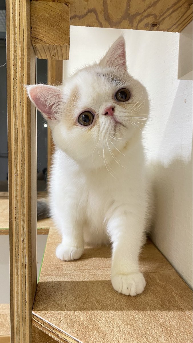 nekonohige111's tweet photo. あそぼうよ🐾

#エキゾチックショートヘア https://t.co/dleLdguWTK