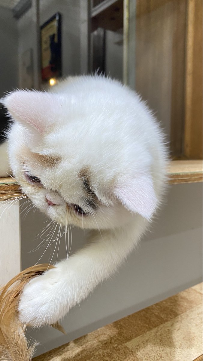 nekonohige111's tweet photo. あそぼうよ🐾

#エキゾチックショートヘア https://t.co/dleLdguWTK