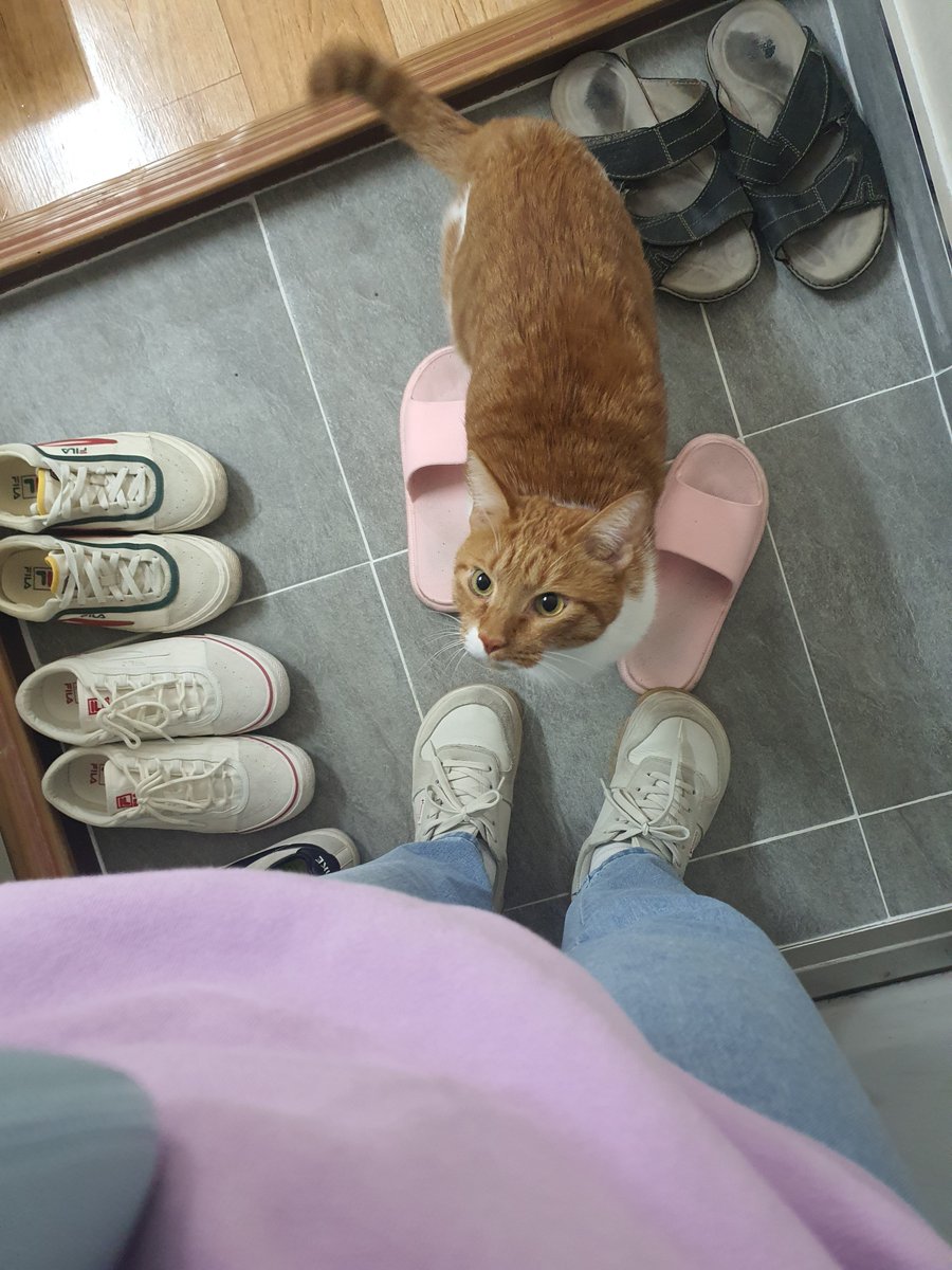 desirejarrrrrr_'s tweet photo. 우리 고양이 너무 오냐오냐 키워서 좀만 아파도 꿍얼거리고 작은 외부 소리에도 무섭다고 행거 밑에 숨는데 아빠가 악몽 꾸고 가위 눌려서 막 비명 지르니까 자다 일어나서 아빠 방으로 쏜살같이 달려감... 그러고 아빠 옆에 딱 붙어서 자니까 그때부터 소리 안지름. 난 영물 맞다고 생각해 진자루 https://t.co/D6knbBkLjr