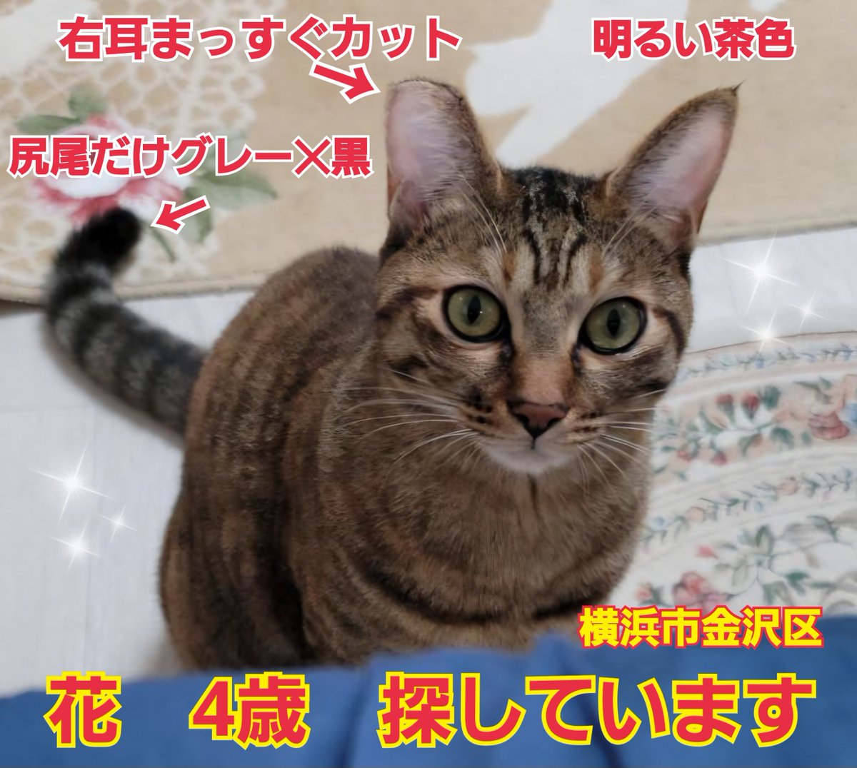 squirrelemi's tweet photo. 猫を探しています。花ちゃん4歳。右耳まっすぐカット、身体は明るい茶色で、長い尻尾はグレー✕黒の縞々模様です。2024年4月11日横浜市金沢区富岡東の自宅から私の不注意で外に出てしまい迷子のままです。花を保護してくださっているかたはいらっしゃいませんか。
#猫を探しています
#横浜市金沢区 https://t.co/vOcUJGsC0t