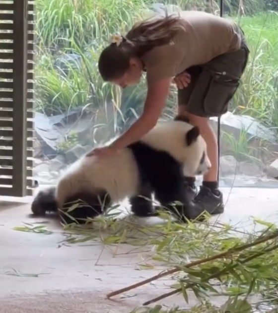 mihotti07's tweet photo. Pandas are really so cute! I love pandas so much. If only I could keep one as a pet, that would be wonderful. But these are all just my fantasies, haha. https://t.co/gL7imq78fk