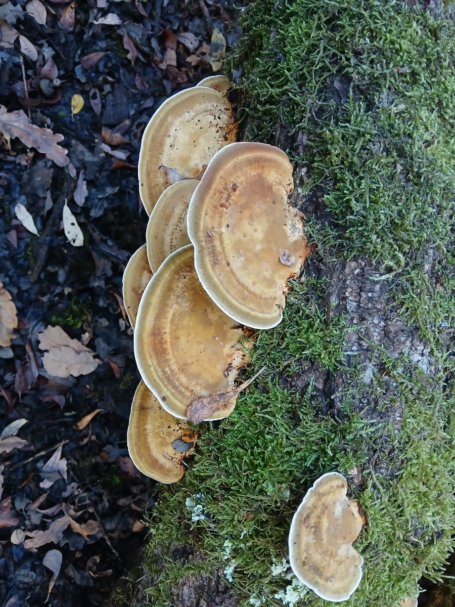SarahVallance3's tweet photo. Blushing bracket on Epsom Common - exciting that quite a lot of fungi are showing now. #flowerhour #fungihour https://t.co/L2HyNgPcob