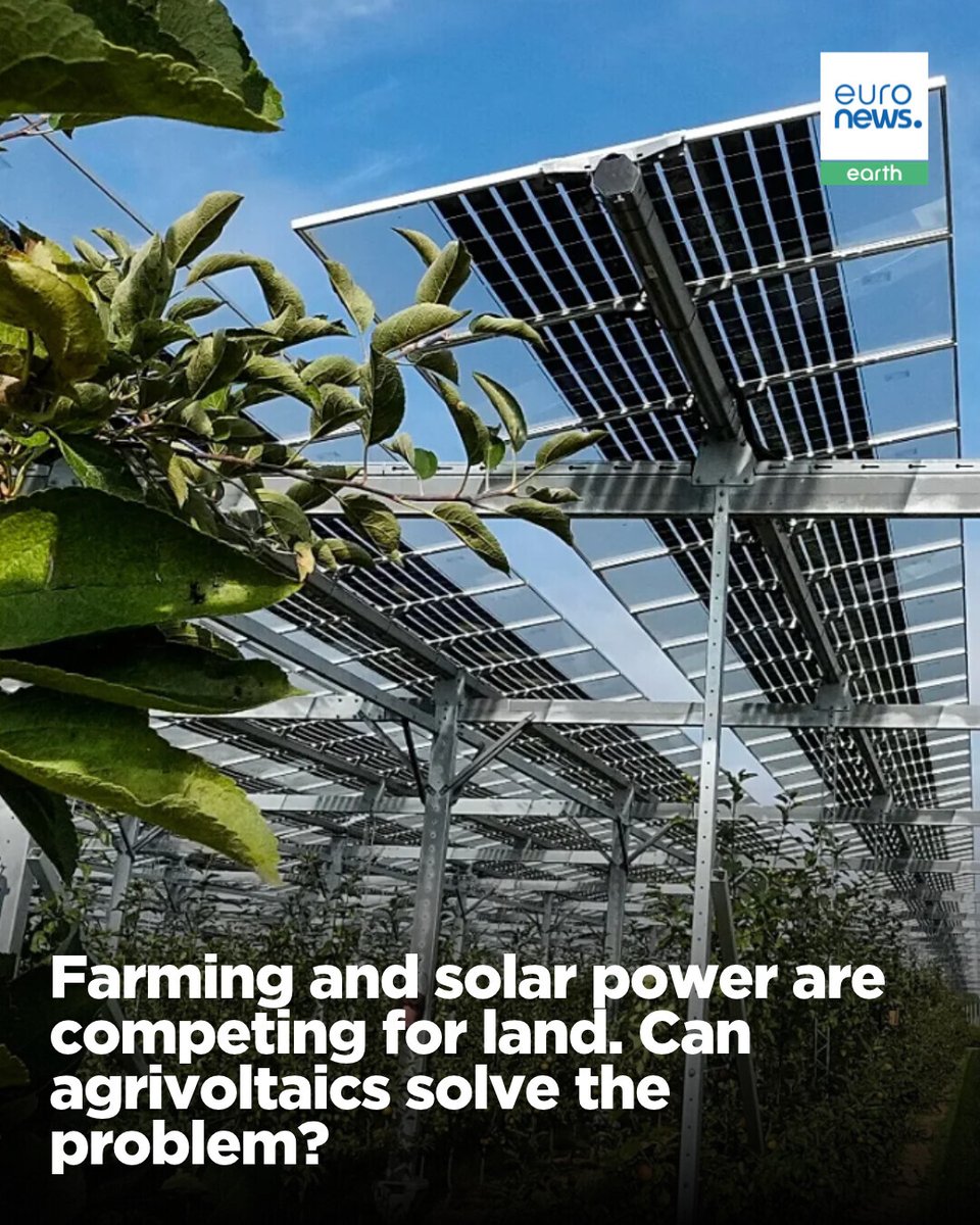 euronewsgreen's tweet photo. Agrivoltaics could help to prevent farmland abandonment by protecting crops and boosting income. But some say the solution ignores the real problems.

A 2023 study estimated that Europe has the potential to generate 25 times its current electricity demand via agrivoltaics. https://t.co/eHwnMem8OQ
