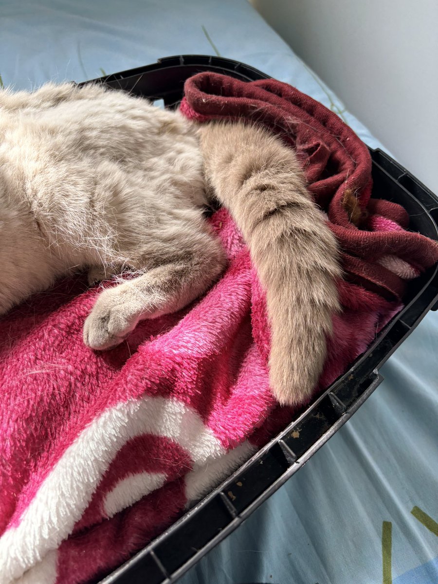 p0lychromos's tweet photo. KAYSERİ TALAS İLÇESİNDE KEDİSİ KAYBOLAN VAR MI KAYIP KEDİ İLANI
nefes almakta zorluk çekiyor çok hasta en az bir haftadır sokakta olduğunu düşünüyoruz bi bilgisi olan varsa lütfen ulaşsın veterinere götüreceğiz https://t.co/bqagFk1mke