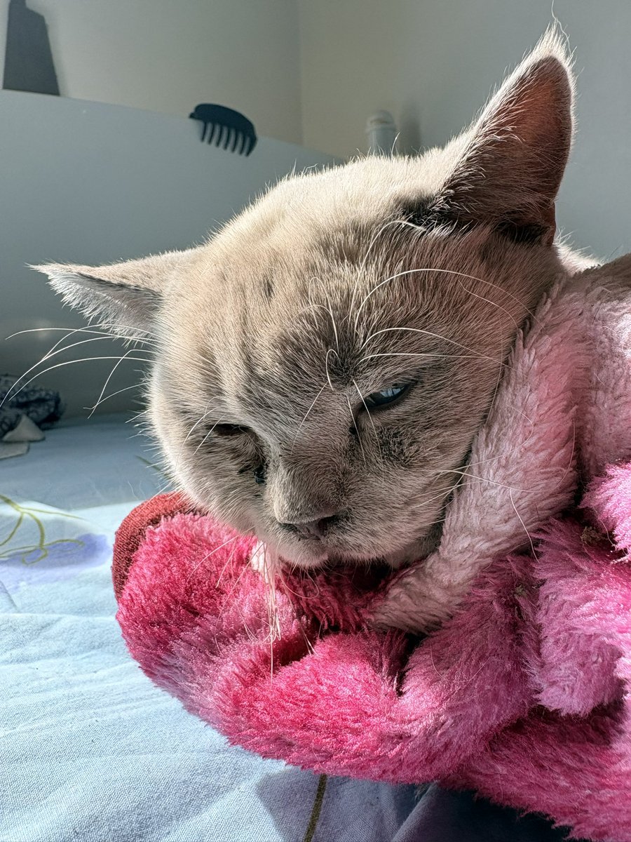 p0lychromos's tweet photo. KAYSERİ TALAS İLÇESİNDE KEDİSİ KAYBOLAN VAR MI KAYIP KEDİ İLANI
nefes almakta zorluk çekiyor çok hasta en az bir haftadır sokakta olduğunu düşünüyoruz bi bilgisi olan varsa lütfen ulaşsın veterinere götüreceğiz https://t.co/bqagFk1mke