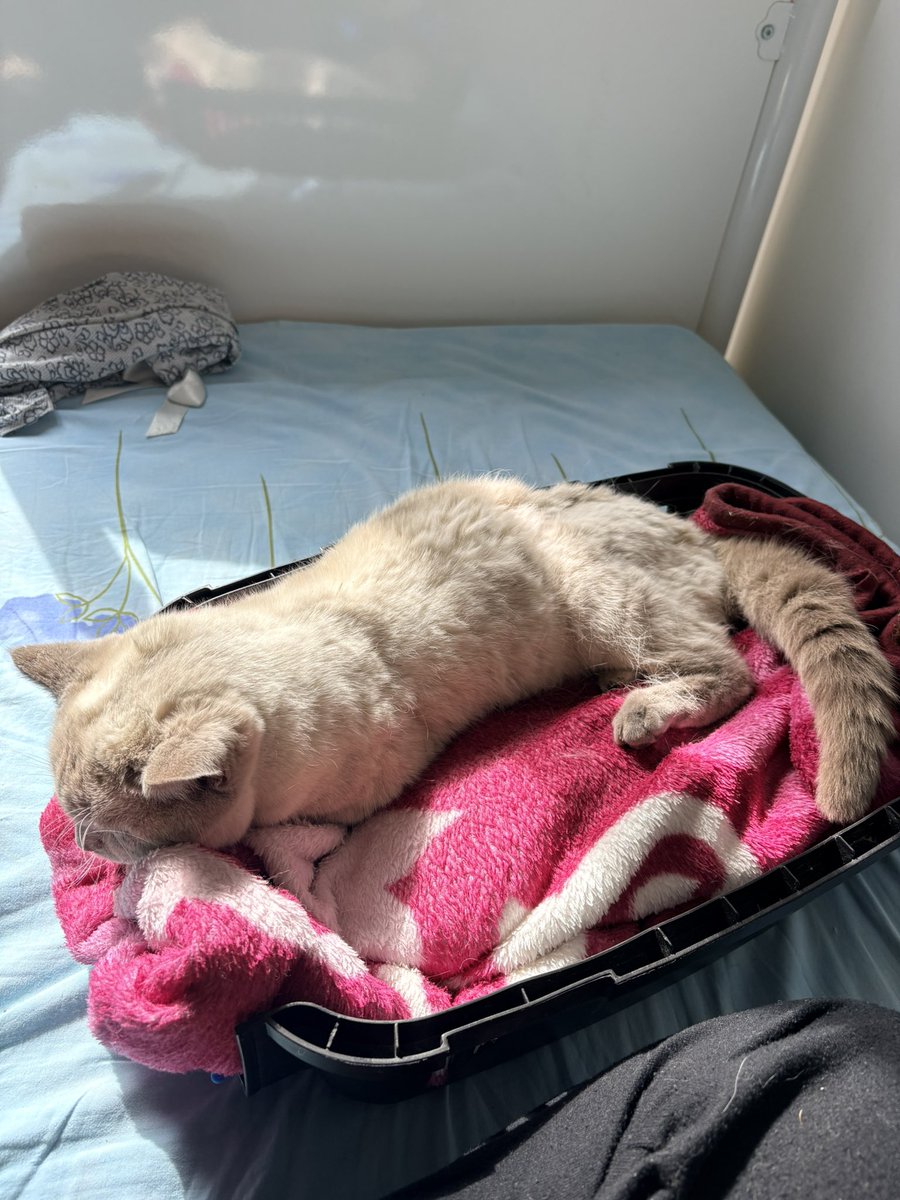 p0lychromos's tweet photo. KAYSERİ TALAS İLÇESİNDE KEDİSİ KAYBOLAN VAR MI KAYIP KEDİ İLANI
nefes almakta zorluk çekiyor çok hasta en az bir haftadır sokakta olduğunu düşünüyoruz bi bilgisi olan varsa lütfen ulaşsın veterinere götüreceğiz https://t.co/bqagFk1mke