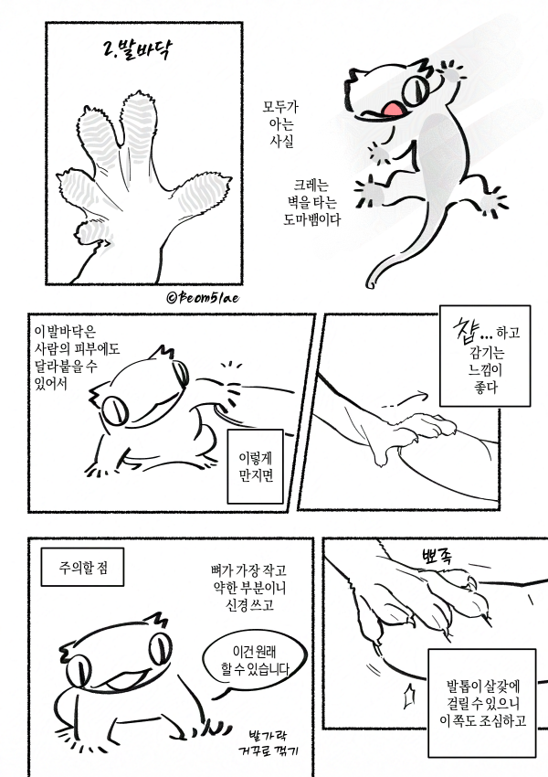 Beom5lae's tweet photo. 도마뱀 만져보기 1 https://t.co/9Kipcyq88k