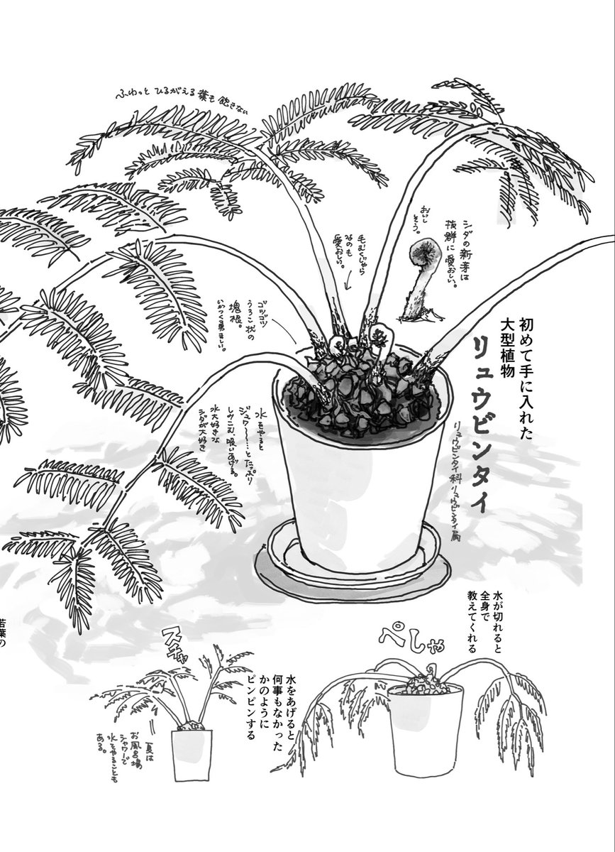 sen55526884's tweet photo. 『植物と言語（ずっとひさしになってくれるもの）』
A6.18p

植物ラブエッセイZINE3冊目を、ZINE BARTHE BAZAAR（大阪）にて展示販売いたします♨️ https://t.co/ozMwpoPRFW