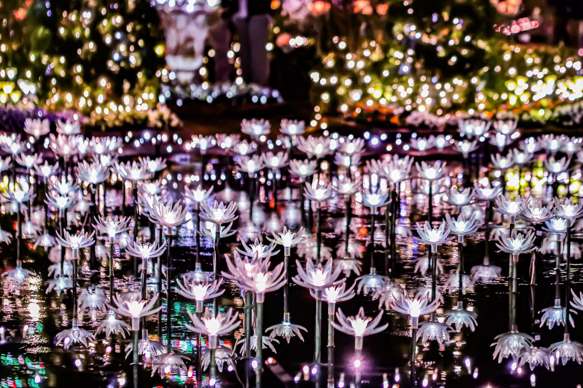 ashikaga_flower's tweet photo. 【25年分のありがとうと共に】
2026年10月17日（土）スタート！
イルミネーションイベント『光の花の庭2026-27』

今シーズンは25周年のアニバーサリーイヤー✨

圧巻の高さ21ｍの大クリスマスツリーやフラワーキャッスルに併設した「フラワーロード」が新登場！
光のバラ園やスノーワールドのリニューアル、香りの空間演出スポットも増え、花と光の体感型イルミネーションをお楽しみいただけます。

中高生限定のイルミネーション学割キャンペーンも是非ご利用ください(^^♪

詳細は HPから
https://t.co/S6fTNNTorB

This illumination event marks the 25nd time this year. Our garden ranked first nationwide and was selected as one of the "Three Major Illumination Spots" in November 2025.
Our garden has also won first prize in the "International 
Illumination Award".
Over 5.0 million lights decorate the 100,000 ㎡ gardens touching the hearts of all visitors.
Most of the 5.0 million light bulbs are LED type in an effort to consider the environment and to save energy.

＃あしかがフラワーパーク
＃光の花の庭
＃イルミネーション
＃25周年