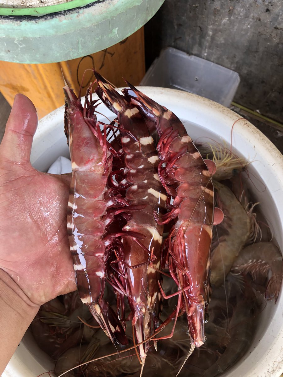 omteloletom93's tweet photo. Enak nya di masak apa ya ? https://t.co/vpoy71NPXo