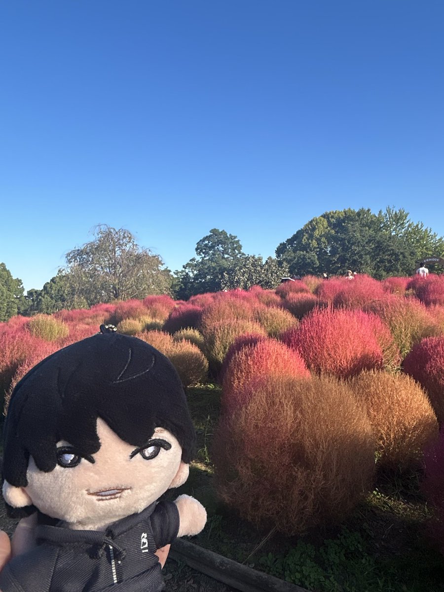 RRRROO2121's tweet photo. コキアもこもこだった https://t.co/SqCBaG9oCp