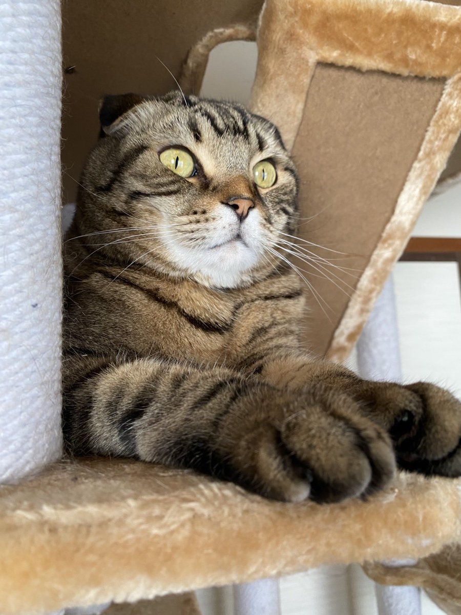 yuuritoharuma's tweet photo. ニャフィンクス🐈 https://t.co/bUz6Ex39O0