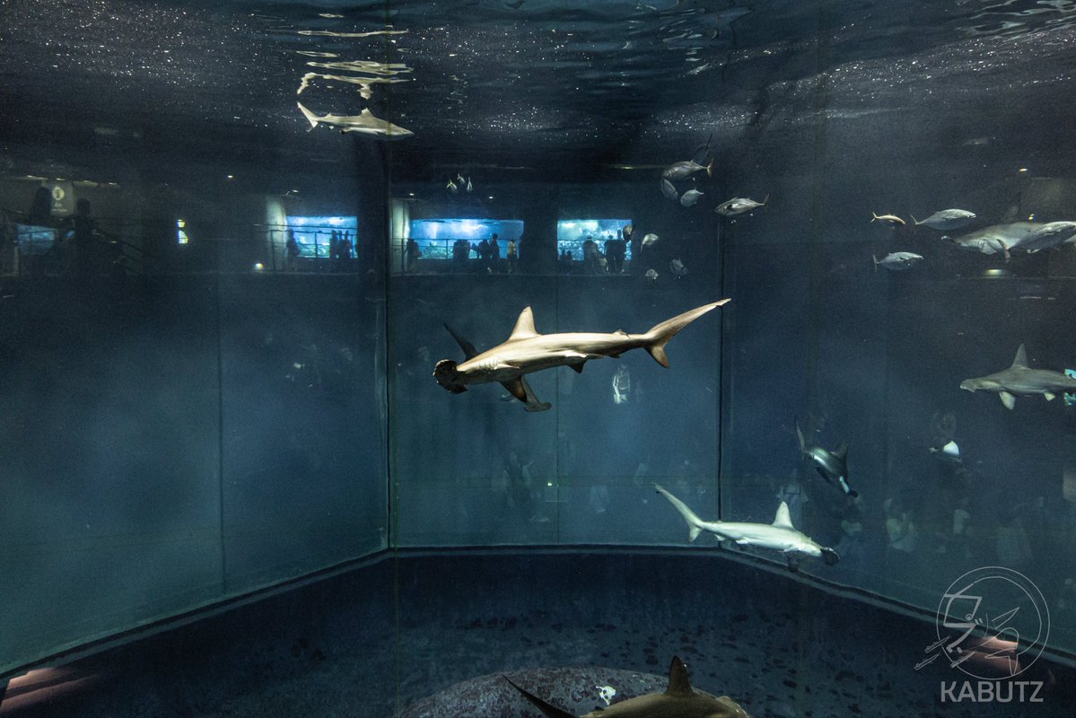 tan_sui_kabutz's tweet photo. こんな水族館が年パス2800円だなんて…信じられん https://t.co/0cMPSUDZQw
