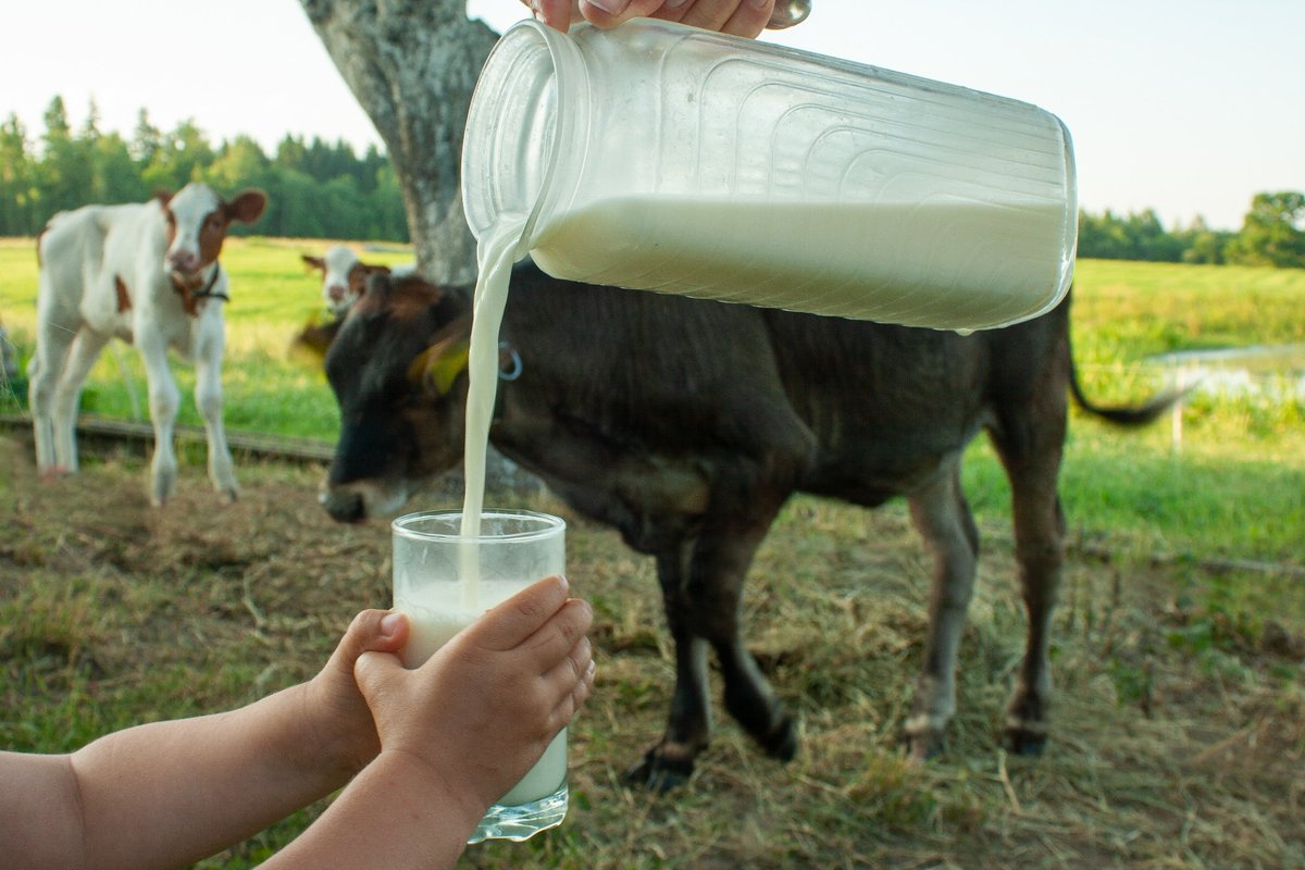 NewsMedical's tweet photo. 🥛🚫 Raw milk: Health risk or wellness boost? Pediatricians warn the dangers of unpasteurized milk outweigh supposed benefits - especially for kids and pregnant people. Find out why the experts urge pasteurization. https://t.co/rSS3ZoHx7X #FoodSafety #RawMilk https://t.co/3yk0QHMp07