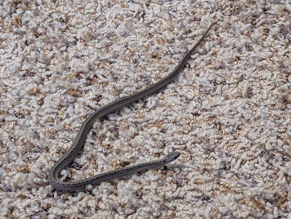 DocBohn's tweet photo. Good morning

#GoodMorning #GarterSnake #snake https://t.co/kiN2dii7LJ