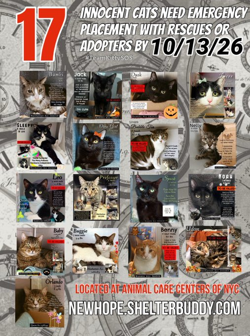 JLthekid9999's tweet photo. 🆘🆘THE 17 (😱😱😱)- POOR CATS BELOW ARE ALL AT RISK OF EU ON 10/13/26😱😱😱🆘 🆘

😟😿😿MOST URGENT ON LIST ARE:

1.  LEO- (13X ON EPL)- TOO LOW ON PLEDGES) - RETURNED TO EPL ON 10/426 - LIVING ON BORROWED TIME - BEING IGNORED AND OVERLOOKED ON X AND AT SHELTER-

2.  DUSK - (8X ON EPL - TOO LOW ON PLEDGES) - BEING IGNORED AND OVERLOOKED ON X AND AT SHELTER- 😱

3.  BABY - (8X ON EPL - TOO LOW ON PLEDGES) - BEING IGNORED AND OVERLOOKED ON X AND AT SHELTER- 😱

4.  LUCEE - (7X ON EPL - TOO LOW ON PLEDGES) - BEING IGNORED AND OVERLOOKED ON X AND AT SHELTER- 😱

5.  OREO GIRL, SLEEPY, NELLY - (ALL 5X ON EPL & TOO LOW ON PLEDGES) - BEING IGNORED AND OVERLOOKED ON X AND AT SHELTER- 😱

 🆘🆘🆘😱😱😱😱 MEDICAL KITTIES - THE MEDICAL KITTIES ARE WAAAAYYY BEHIND ON PLEDGES - PLEASE CONSIDER THEM:🆘🆘

1.  BAMBI (4X ON EPL)- He is a sweet but nervous cat who is not eating consistently in shelter. We suspect this is due to severe periodontal disease and stress. He needs a dentistry with extractions and a low stress environment to recover. NOT EATING/APPETITE ISSUES ARE A DEATH SENTENCE IN THE SHELTER.

2.  SPOCK - Spock is a senior cat with comorbidities including dental disease, URI, and suspected diabetes. Additional diagnostics are being performed to confirm a diabetes diagnosis, and Spock will require follow up with a veterinarian. Behaviorally, he allows handling.

3.  JACK - Jack is a 5 month old kitten with a history of urinary issues. Upon presentation to the shelter, he had a significantly abnormal bladder and hematuria. His hematuria has resolved, but his urinary tract remains abnormal with apparent masses within the urinary bladder. Jack's diagnosis is unknown and his long-term prognosis is guarded. Clinically, he is eating well and now urinating in the litterbox. He will need advanced imaging and additional diagnostics with placement. Behaviorally, he is sweet and allows all handling.

4.  BUGGIE - He is a sweet cat with diabetes mellitus. He needs placement in a low stress home with long term management of his condition by a local veterinarian. Behaviorally, Buggie is soft bodied, solicities pets often, and allows all medical handling. 

5.  UDON - He is a sweet, young adult cat with a severe upper respiratory infection. He is not eating and needs supportive care in a veterinary clinic in order to recover. Behaviorally, Udon is caustious to accept pets due to FAS but he will tolerate handling for medical treatments. NOT EATING/APPETITE ISSUES ARE A DEATH SENTENCE IN SHELTER.
 
🆘🆘TIME IS RUNNING OUT FOR THE OVERLOOKED AND IGNORED  AS SHELTER IS AT MAX CAPACITY🆘🆘

- ALL VERY LOW ON PLEDGES  & AT HIGHEST RISK FOR EU/SILENT KILL😱 😟😟😟

PLEDGES WILL HELP STIMULATE RESCUE INTEREST FOR ALL🆘🆘🆘

NOW IS THE TIME TO ACT FOR THESE LITTLE ONES-🥹🥹🙏🙏

PLEASE SHARE AND PLEDGE IF YOU CAN- CONTACT RESCUES/FOSTERS/ADOPTERS.

@AdamsPaulGrimke 
@mehser12

Thank you