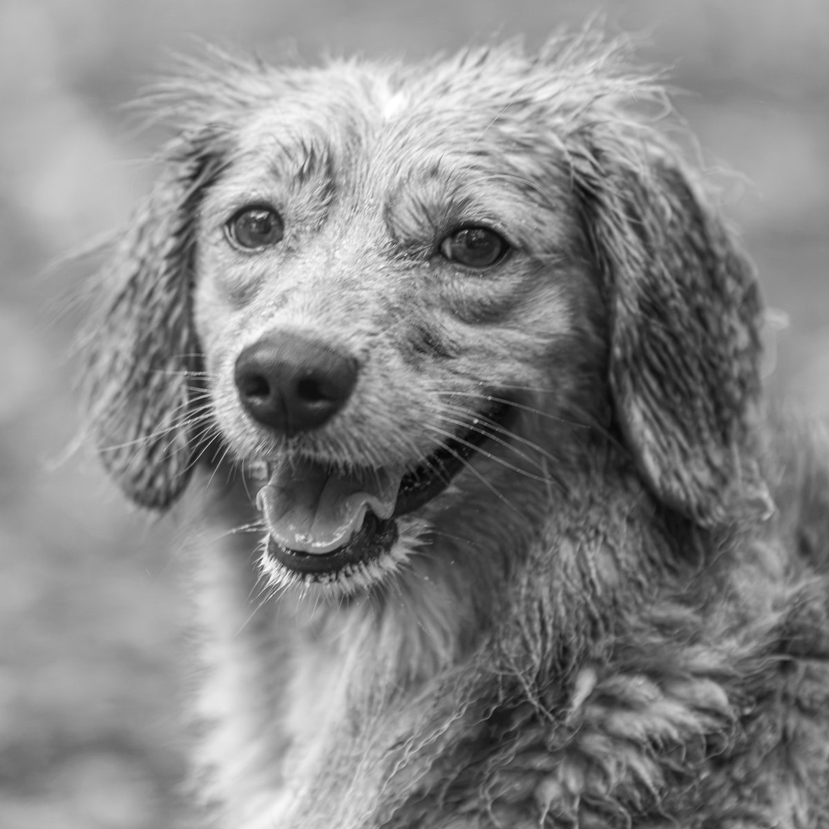 fredstrobel1's tweet photo. Today’s #monochromemonday is Dimples @pawsatlanta . #adoptdontshop #rescue #rescuedogs #dogsofatlanta #dogsofatl #atlanta #atl #pawsatlanta #artisthelpinganimals #seenequalssave #heartsspeak #dogs #eosr5markii https://t.co/j687gDtbfX