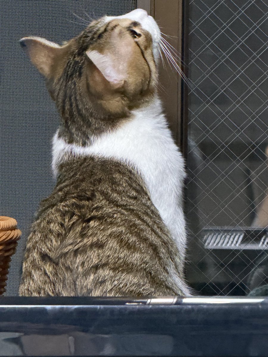 FuuSaito's tweet photo. アキちゃんとチャムくん
どちらかわからないけど
ご近所さんに「ここの猫ちゃん最近見ないね..」って言われてますよ
今はチャムがおりますが、人が通ると隠れたり出てきたりします https://t.co/C6VjQm7s7R