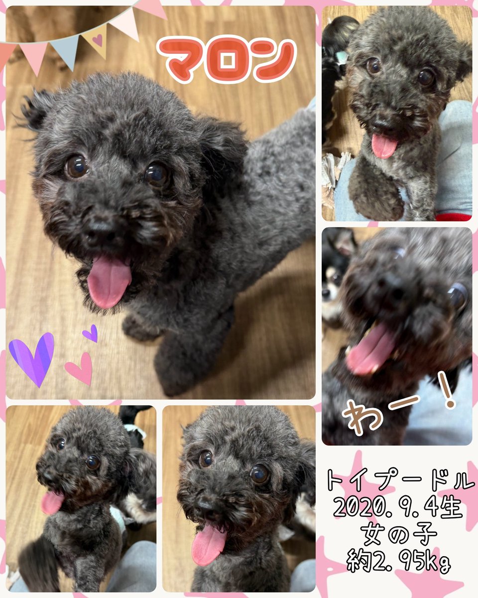 hogocafe_tachi's tweet photo. くりくりおめめのマロンちゃん🥺💓

お膝とうまうまが大好きな女の子です🫰

おやつタイムは常に最前線でバンザイアピール🙌✨️

そのキュートさに心撃ち抜かれるお客様続出中です😈💕

甘えん坊なマロンちゃんのずっとのおうちを募集中です🐾 https://t.co/WdBtPqC1kW