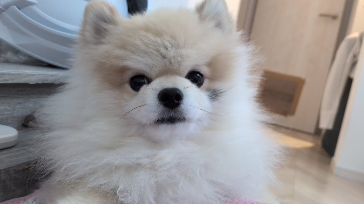 potatonopocchan's tweet photo. ぽっちゃんにはこのポストの通りになーんも心配もせずに楽しくまっすぐに思いのまま生きてほしい。ほんとに何も考えてなさそうなこのお顔のままでいてくれるようにだいじにだいじに育てていきたい。 https://t.co/jnB84GMsMi