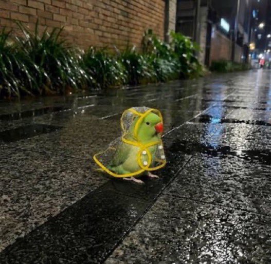 lunecrumbss's tweet photo. cute little parrot in a cute little raincoat https://t.co/YJpFdh4UdQ