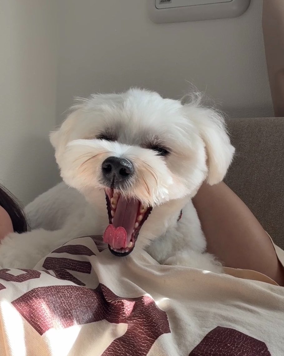 _kinarinari's tweet photo. あくびしてる犬、無防備すぎてかわいい https://t.co/hwT4YOH9gn